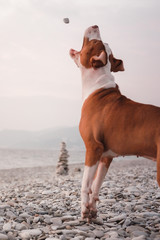  pit bull terrier on the beach