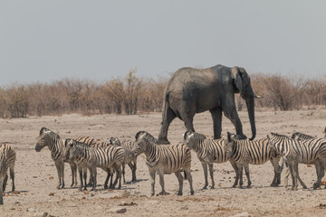 Fototapeta na wymiar Elephants and zebras at the waterhole, Etosha national park, Namibia, Africa