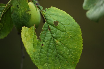 caterpillar on a leaf