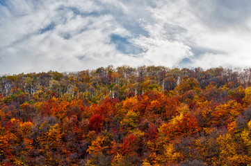 Vibrant colors of the forest with a cloudy blue sky