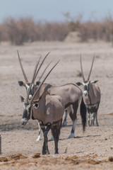 Oryx in the shrubland, Etosha national park, Namibia, Africa