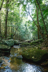 Obraz premium strumień w lesie