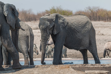 Elephants at the waterhole in the Etosha national park, Namibia, Africa