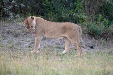 Fototapeta na wymiar lioness standing cleaning herself