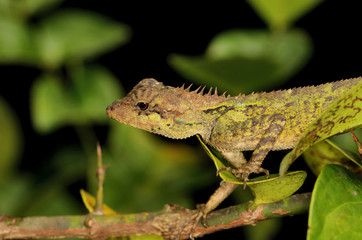 Roux`s Forest Calotes, Calotes rouxi, Agumbe, Karnataka,India
