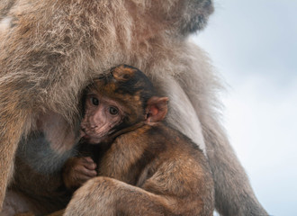Mono bebé amamantando en gibraltar