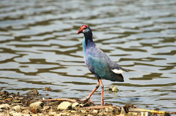 purple Swamphen, Porphyrio porphyrio, Karanji lake, Mysore, Karnataka, India