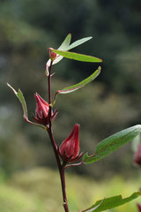 Roselle Plant, Hibiscus sabdariffa, Assam, India