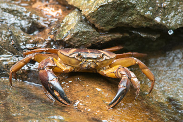 Ground crab, Mulshi, Maharashtra, India