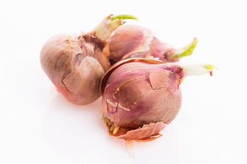 Tree onions, topsetting onions, walking onions or Egyptian onions Allium proliferum
