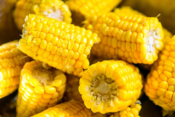 Corn on the cob in a bowl cooked