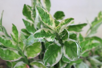 greenleaves nature texture light beautiful