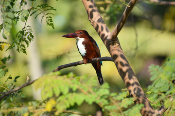 Kingfisher bird sitting on tree, Assam, India