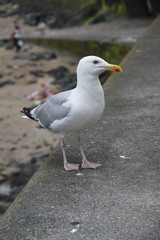 Mouette
