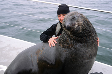 Zuneigung - Zahme Robbe an Bord während einer Schiffstour in Walvis Bay in Namibia kam diese...