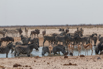 Zebras and impalas and wildebeest at the waterhole, Etosha national park, Namibia, Africa