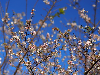 四季桜の花