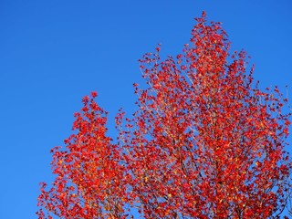 モミジバフウの紅葉