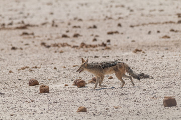 Black backed jackal walking to the waterhole through the dung of elephants, Etosha national park, Namibia, Africa