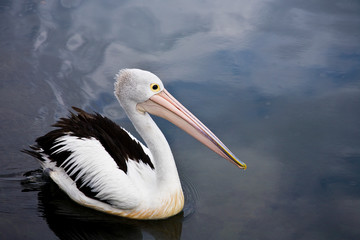 Fototapeta na wymiar Australian Pelican portrait on glassy water