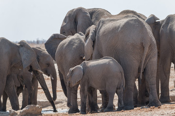 Elephants at the waterhole in the Etosha national park, Namibia, Africa