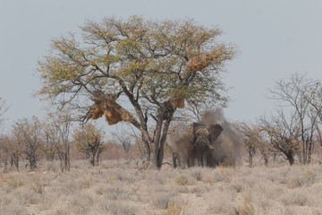 Sociable weaver bird nest in a tree and a elephant underneath, Etosha park, Namibia, Africa