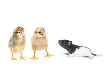 animals on white background