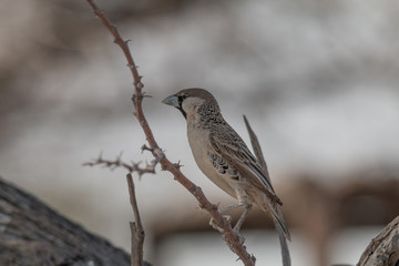 Sociable weaver bird on a branch, Etosha park, Namibia, Africa