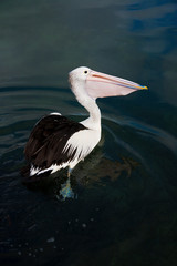 Australian Pelican with fish in beak