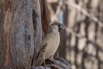 Sociable weaver bird on a branch, Etosha park, Namibia, Africa