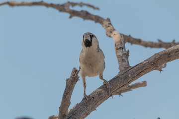 Sociable weaver bird on a branch, Etosha park, Namibia, Africa