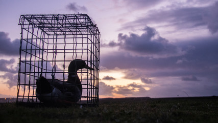 Lever de Soleil Canard