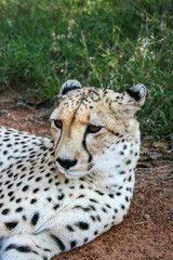Cheetah, Acinonyx jubatus, close-up in the Mokolodi Nature Reserve, Gaborone, Botswana.