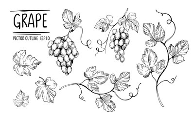 Outline grapes, leaves, berries. Hand drawn sketch converted to vector. Isolated on white background.