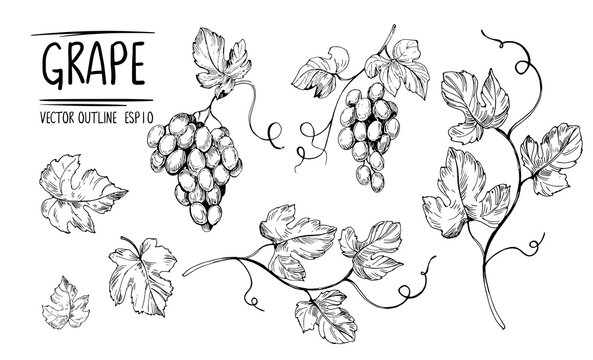 Outline grapes, leaves, berries. Hand drawn sketch converted to vector. Isolated on white background.
