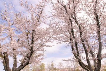 満開の桜　厚田村
