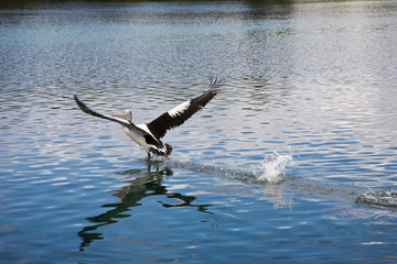 Australian Pelican in flight