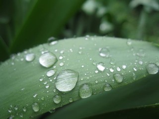water drops on green leaf