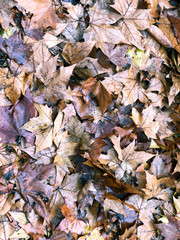 Autumn background with fallen maple leaves.