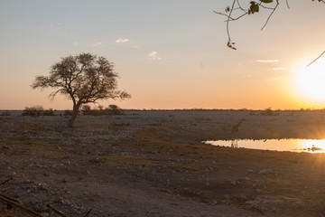 Giraffe at the waterhole during the sunset, Okaukuejo, Namibia, Africa
