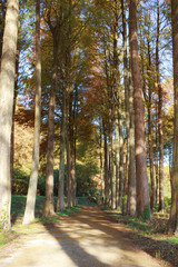 木立の影（メタセコイアとラクウショウ）