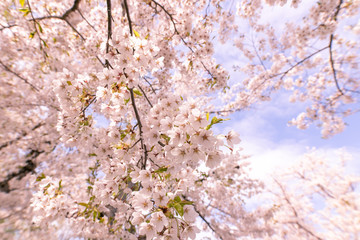 満開の桜　厚田村