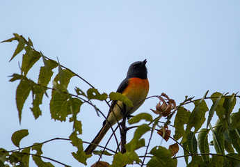 Portrait of a Bird