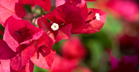 Closeup red bougainvillea for colorful background.