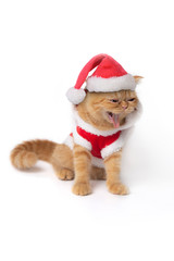 Scottish fold cat wearing red santa claus suit sitting and show fangs teeth.