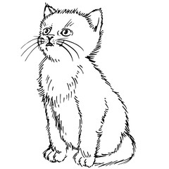 Hand drawn cat. Sketch kitten, kitty. Sketch ink illustration