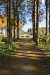 散歩道の先のベンチ