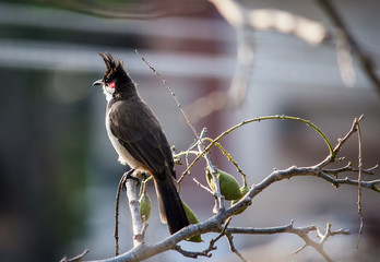 Portrait of a Bird