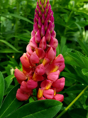 pink lupine flower
