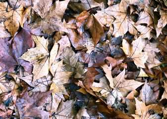 Autumn leaves on the ground.